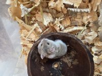Yavru Gonzales hamster