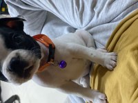 French Bulldog Dişi