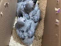 El besleme bebek jako düşünenler kaçırmasın