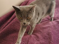 British Shorthair 3,5 Yaşında
