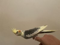 Evcil Alaca Pied Sultan Papağanı Yetişkin Dişi İle Takas