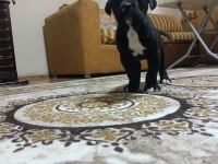 A Class Şecereli Kaliteli Cane Corso Yavru