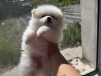 Pomeranian Yavrularımız
