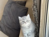 İnsan Canlısı Whiskas British Shorthair Yavrum