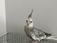 ELE KOLA ALIŞIK DAMARLI SULTAN PAPAĞANLAR