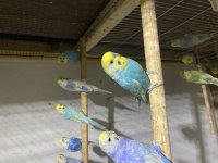 Rainbow Safkan Muhabbet Kuşu