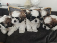 40 günlük ırk garantili shih tzu yavrular