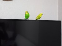 Erkek ve dişi satılık muhabbet kuşları