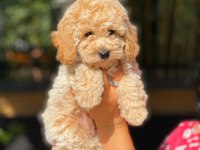 Mersin toy poodle yavrular