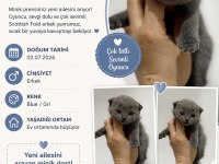 Scottish Fold Erkek Yavru
