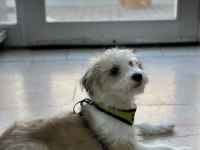 Terrier Köpeği