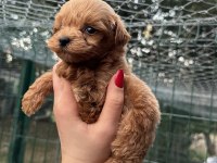 YAVRU TEACUP MALTIPOO