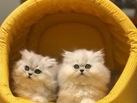 BRITISH LONGHAIR YAVRULARIM 