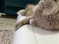 Scottish fold çiftleştirme veya yavru ile takas