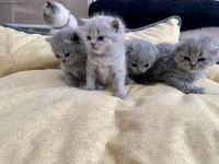 Scottish Fold Gri