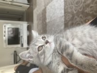 27 Şubat doğumlu british shorthair yavrular