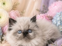 Mini maviş iran kedimiz