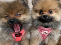Ukrayna Menşeili Anne Babadan Pomeranian
