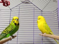 Jumbo muhabbet kuşu çift