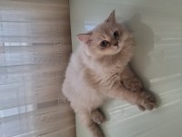 British longhair yavru