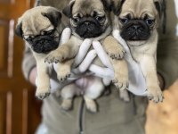 Safkan pug mops yavrular