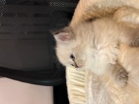 Safkan British Longhair Yavrular