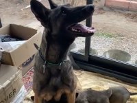 Malinois yavruları
