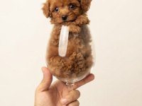 Toy Poodle Köpeğimiz İçin Ulaşınız
