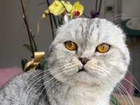 Scottish Fold Kedimize Dişi Arıyoruz