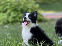 Border collie yavru köpekler