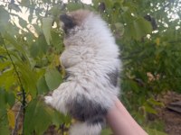 50 günlük ayı surat orijinal pomeranian boo
