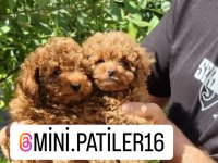 TOY POODLE YAVRULARIM TESLİME HAZIR