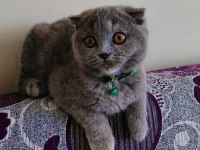 Gri Scottish Fold Dişi