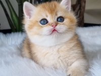 Ay Işığından Gelen Yavrumuz Golden British Shorthair