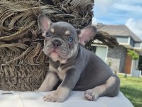 Blue French Bulldog Yavruları İstanbul 
