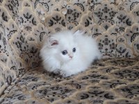 Son kalan a kalite dişi british longhair