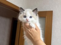 ŞECERELİ ANNE VE BABADAN SAFKAN RAGDOLL ERKEK YAVRU