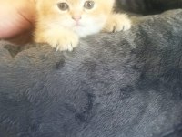 Golden BY11 British Shorthair