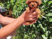 Peluş toy poodle ayıcıklarım