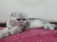Scottish fold erkek kedimiz sahiplendirilecek
