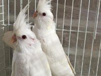 UYGUN RAKAM ALBINO JUMBO BOY A KALİTE ÜST DÜZEY SULTAN