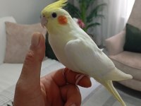Uyguna Ele Alışkın Sultan Papağanı