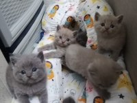 British Shorthair Yavruları