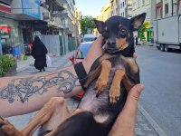 Pinscher şivava