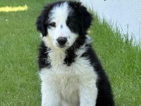 Köpeğimiz Leomuza iyi bakacak bir yer arıyoruz