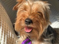 Yorkshire Terrier Seyahat Yüzünden Sahiplendirme