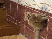 İran exotic shorthair