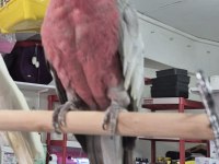 Yasal belgeli full evcil gül kakadu