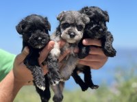 schnauzer bebekler