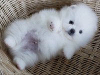 Dişi ve erkek pomeranian boo yavrularımız